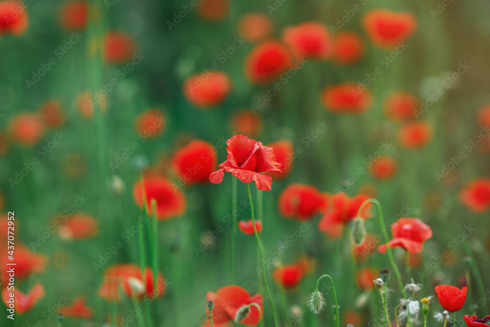 Fototapeta premium Wild red poppies in a field