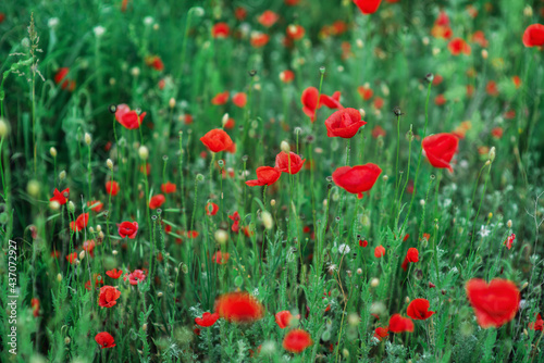 Wild red poppies in a field