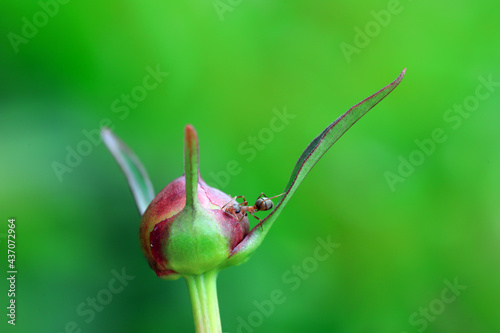 A brown ant crawls on a peony bud, North China