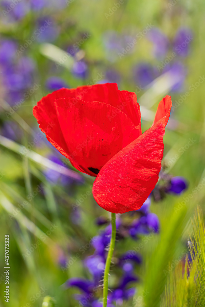 Obraz premium papavero e contrasti