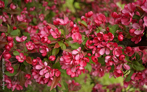  A lot of red flowers on a branch of a decorative apple tree 