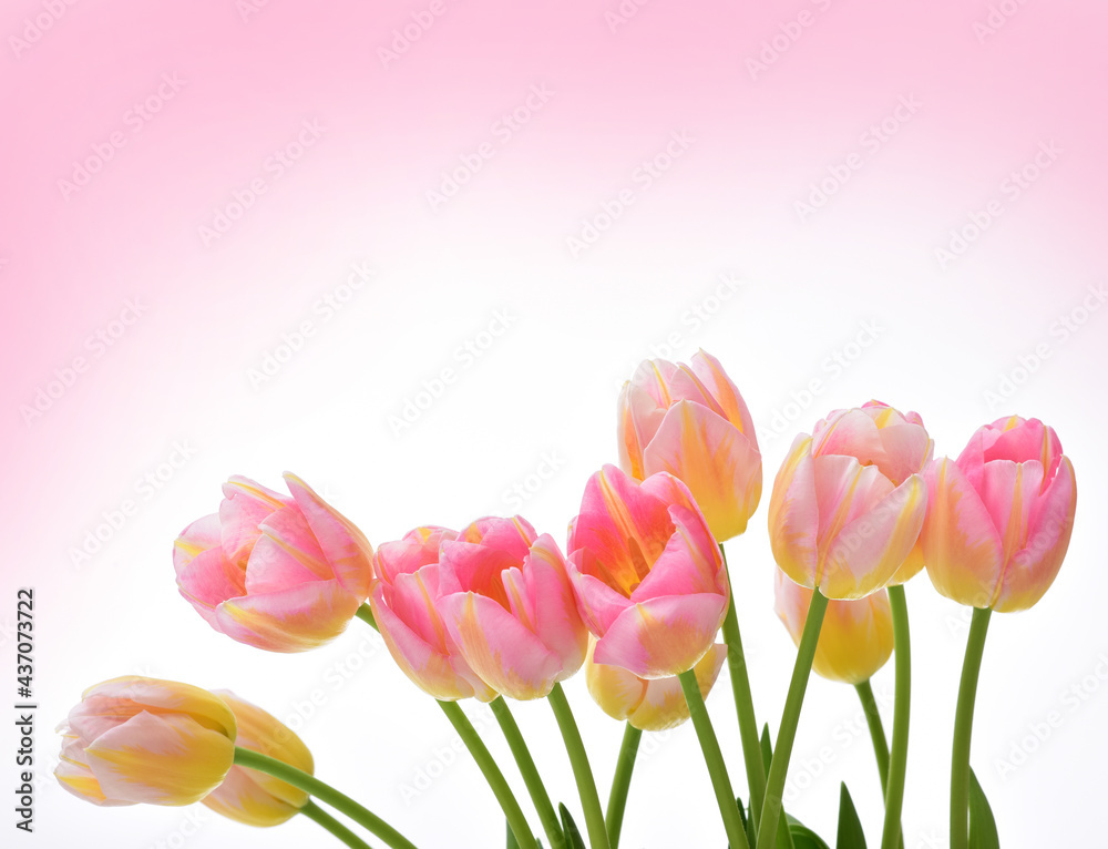 Spring Tulip Flowers over white. Tulips bunch. Pink tulips. Spring Tulip Flowers over white. Tulips bunch. Pink tulips.