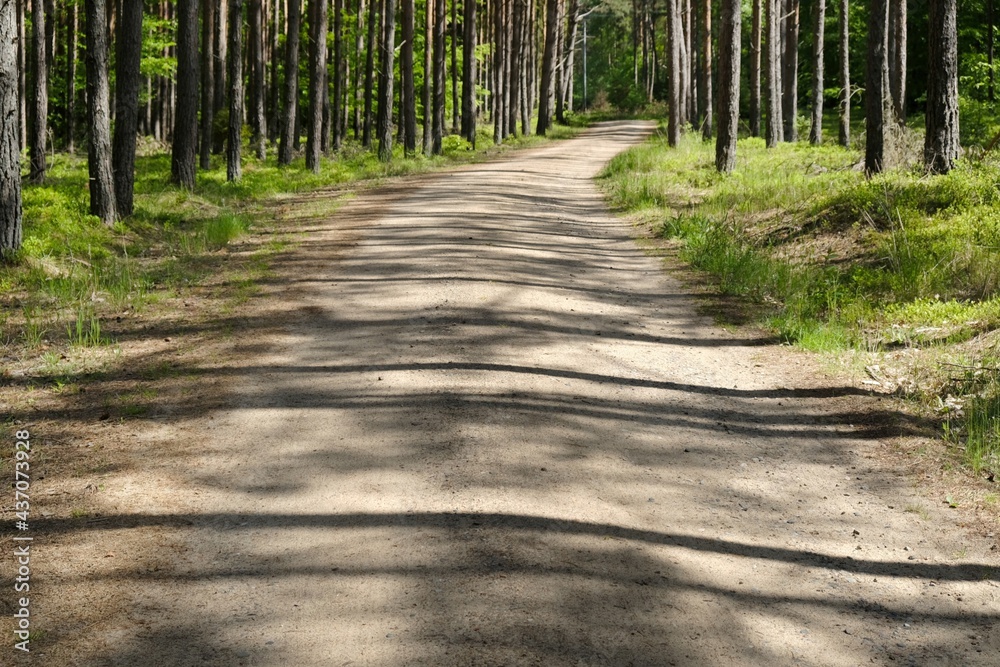 Fototapeta premium Forest road with shadows of tree