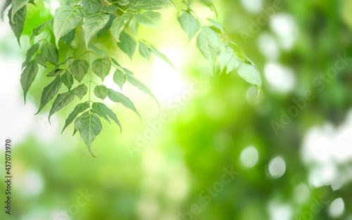 Green leaf with nature in a garden summer. Nature green background. Natural green leaves plants using as spring background cover page environment ecology or greenery wallpaper.