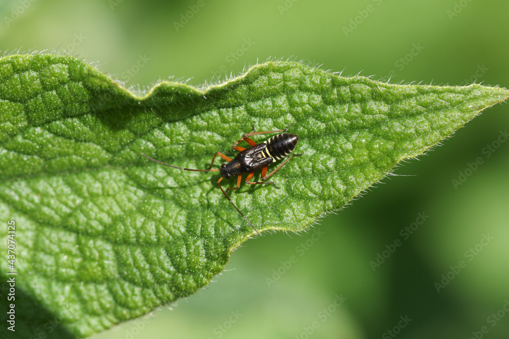 A Fine Streaked Bugkin nymph, Miris striatus, on a Comfrey leaf. A Fine Streaked Bugkin nymph, Miris striatus, on a Comfrey leaf.