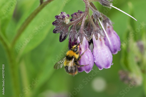 A Bumblebee, Bombus, pollinating a Comfrey flower in a meadow in springtime. © Sandra Standbridge