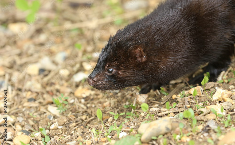 A head shot of a wild American Mink, Neovison vison, hunting along the bank of a lake in the UK. A head shot of a wild American Mink, Neovison vison, hunting along the bank of a lake in the UK.