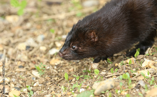 A head shot of a wild American Mink, Neovison vison, hunting along the bank of a lake in the UK. photo