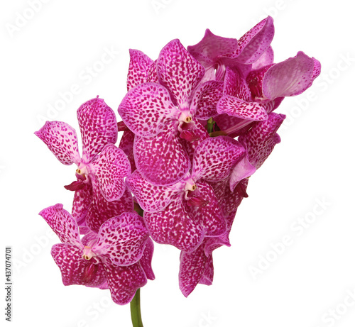  Orchidée Vanda rose