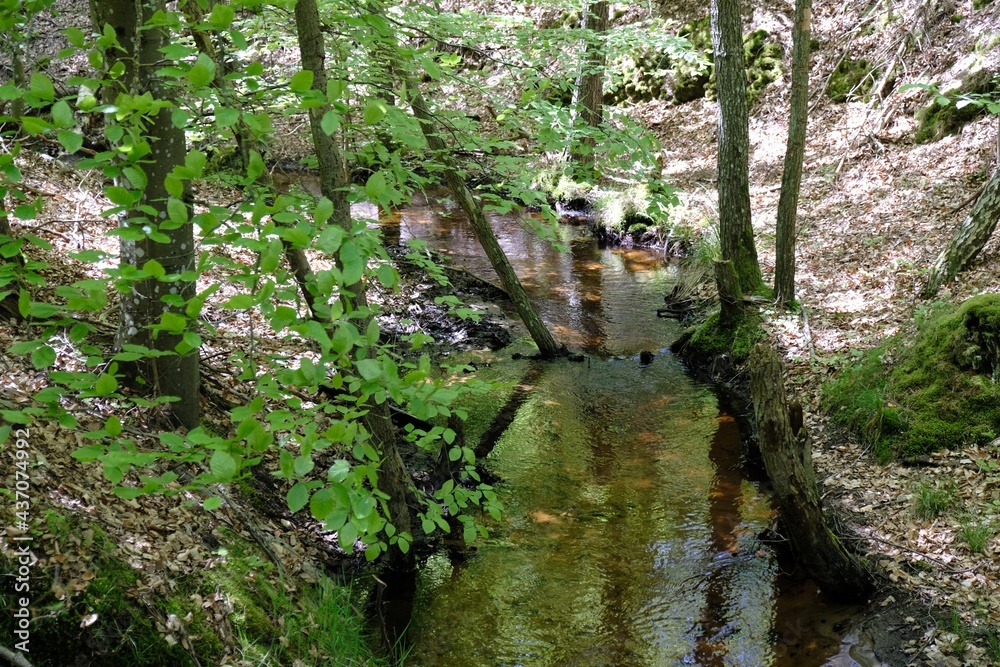 Obraz premium Forest scenery with a small meandering river with a colorful reflection of water, Bezimienna river, Lubiatowo, Lubiatowskie Dunas, West Pomerania, Poland