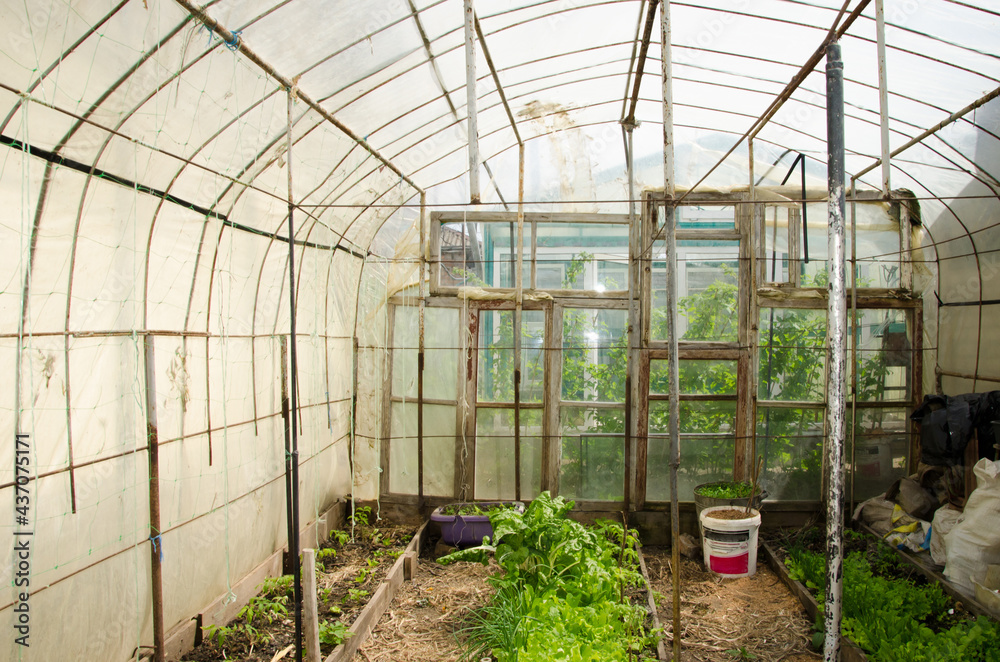 old greenhouse with green seedlings