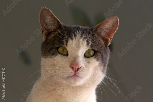 close-up portrait of a cat