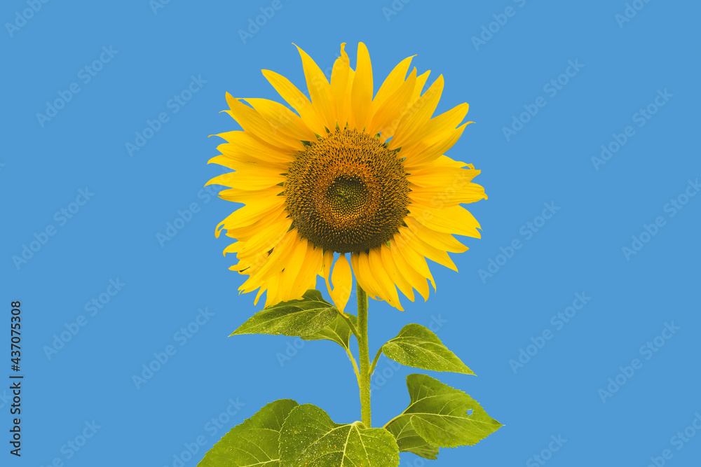 Tournesol avec pétales jaunes feuille verte cœur sombre sur fond bleu ciel Tournesol avec pétales jaunes feuille verte cœur sombre sur fond bleu ciel