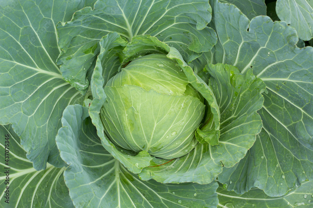 Fototapeta premium cabbage in the garden