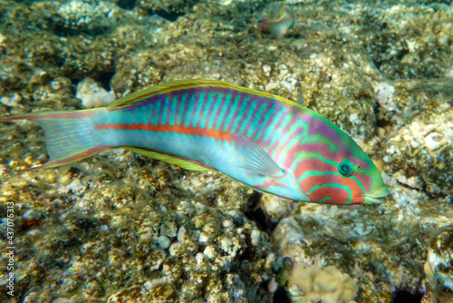 Coral fish - Wrasse -Thalassoma Klunzingeri, Red Sea