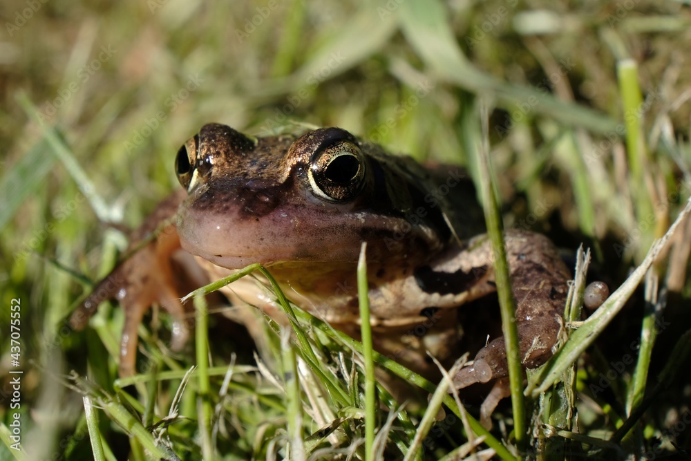 A little brown frog sits in the grass A little brown frog sits in the grass