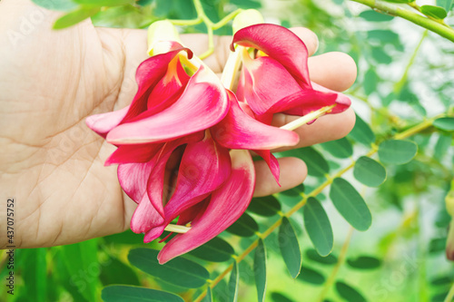 The red agasta flower was on the hand of a gardener. Red agasta flowers are ready to be cooked. Fresh Thai vegetable Agasta on the tree with green leaf and branch.