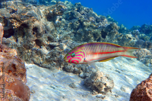 Fototapeta Naklejka Na Ścianę i Meble -  Coral fish - Wrasse -Thalassoma Klunzingeri,  Red Sea
