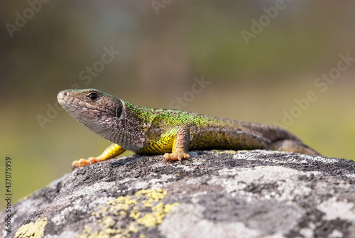 Beautiful female of The European green lizard is basking on the sun to accumulate energy for the rest of the day. Reptile sunbathing on a hillside with blurred background.