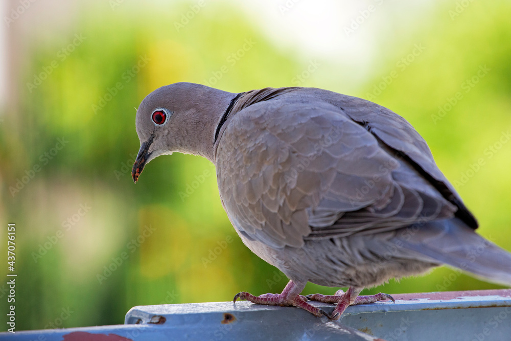 portrait of a dove on green blurred background.selective focus. The Eurasian collared dove (Streptopelia decaocto) is a dove species native to Europe and Asia portrait of a dove on green blurred background.selective focus. The Eurasian collared dove (Streptopelia decaocto) is a dove species native to Europe and Asia