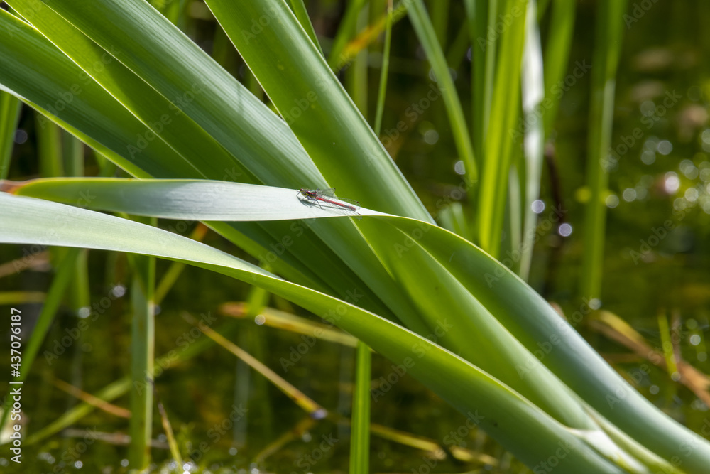 Obraz premium Libelle