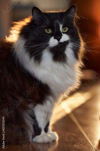 fluffy cat in the sunlight ray