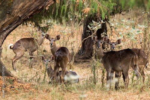Mountain Nyala - Tragelaphus buxtoni, beautiful large antelope endemic in Bale mountains, Ethiopia. photo