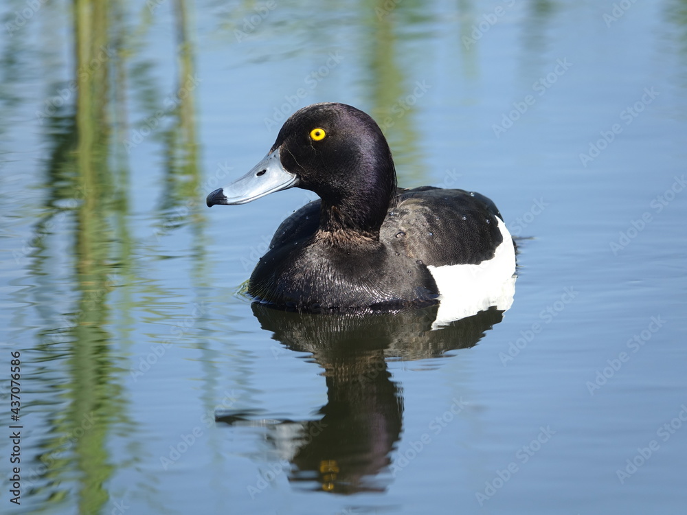 male tufted duck (Aythya fuligula) with reflections on calm water male tufted duck (Aythya fuligula) with reflections on calm water