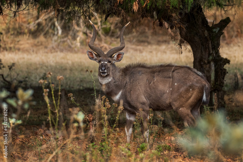 Mountain Nyala - Tragelaphus buxtoni  beautiful large antelope endemic in Bale mountains  Ethiopia.