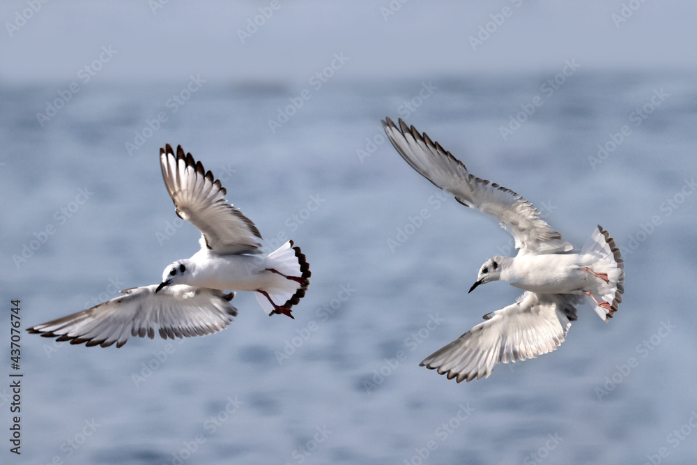 Bonaparte Gulls landing flapping flying and fishing over freshwater lake in summer Bonaparte Gulls landing flapping flying and fishing over freshwater lake in summer