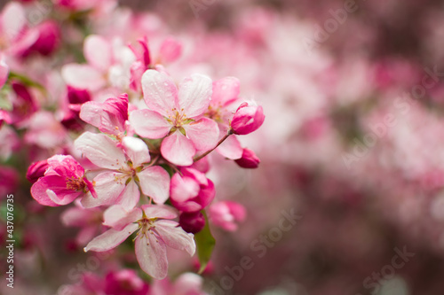 pink cherry blossom in spring with blurred background