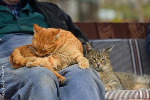 Domestic cats to snuggle the humans and sleep on their knees