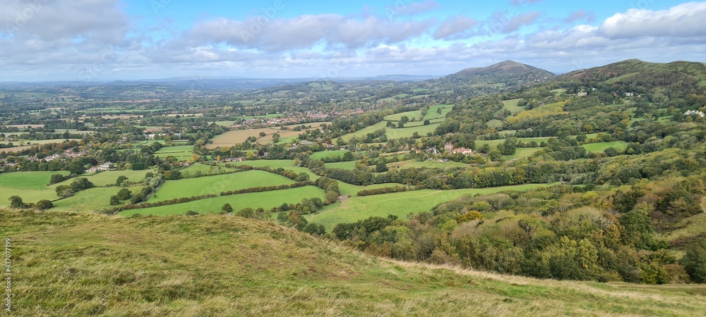 Obraz premium vineyard