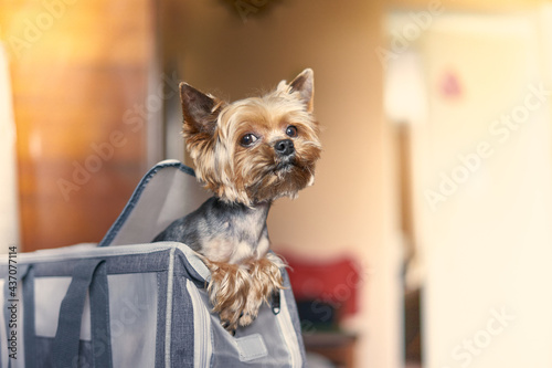 Yorkshire Terrier dog sitting in a travel carrier, travel dog
