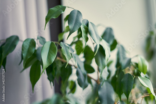 small indoor tree with green leaves