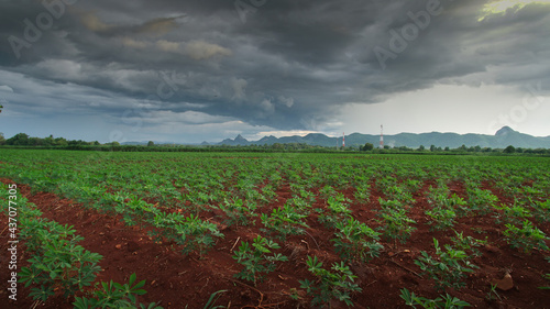 Field of cassava 