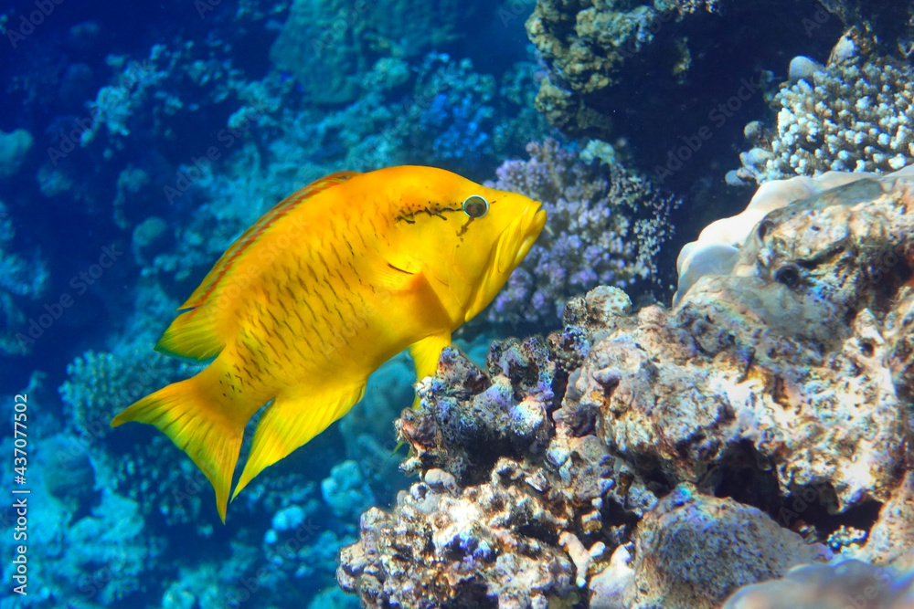 Female - Slingjaw wrasse (epibulus insidiator) in the Red Sea Female - Slingjaw wrasse (epibulus insidiator) in the Red Sea