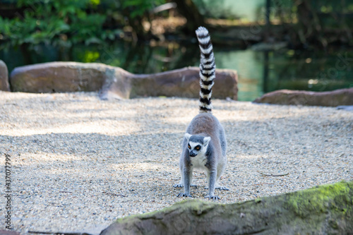 gray lemur close-up near the lake