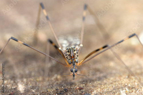 Metalimnobia quadrimaculata, a crane fly from Finland with no common English name photo