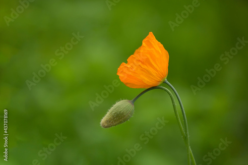A single vibrant, orange California poppy and bud against a lush, green background
 photo