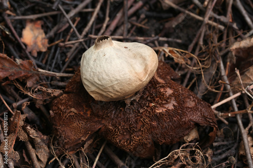 Geastrum triplex, also called Geastrum michelianum, commonly known as the collared earthstar, wild fungus from Finland