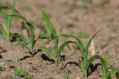 Junger Mais auf dem Feld in der Landwirtschaft