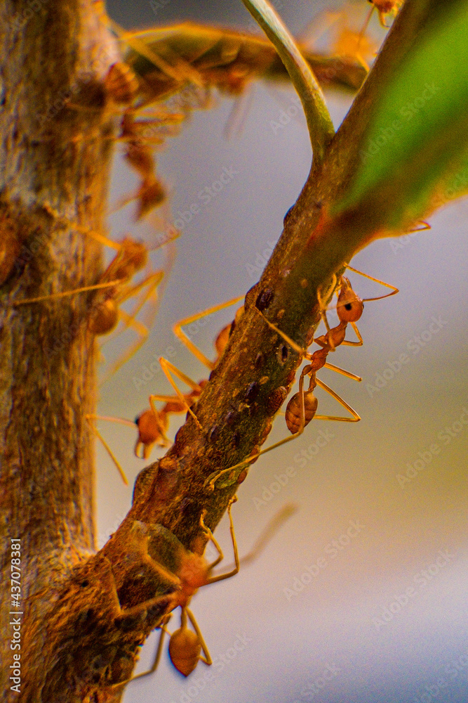 Fototapeta premium Big ants in the tree and leaf macro