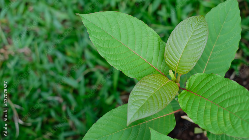 Mitragyna speciosa leaf (kratom), plant in thailand, Kratom is Thai herbal which encourage health. Close up Mitragyna speciosa leaf (kratom), plant in thailand, Kratom is Thai herbal which encourage health. Close up