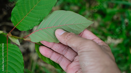 Hand hold leaves,  Leaf stalk, Mitragyna speciosa leaf (kratom), plant in thailand, Kratom is Thai herbal which encourage health. Close up photo