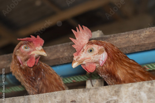 Chicken eggs heather on farm