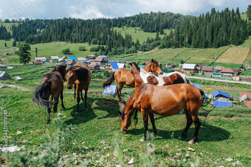 Brown horses pasturing on a beautiful hill next to a village in a valley