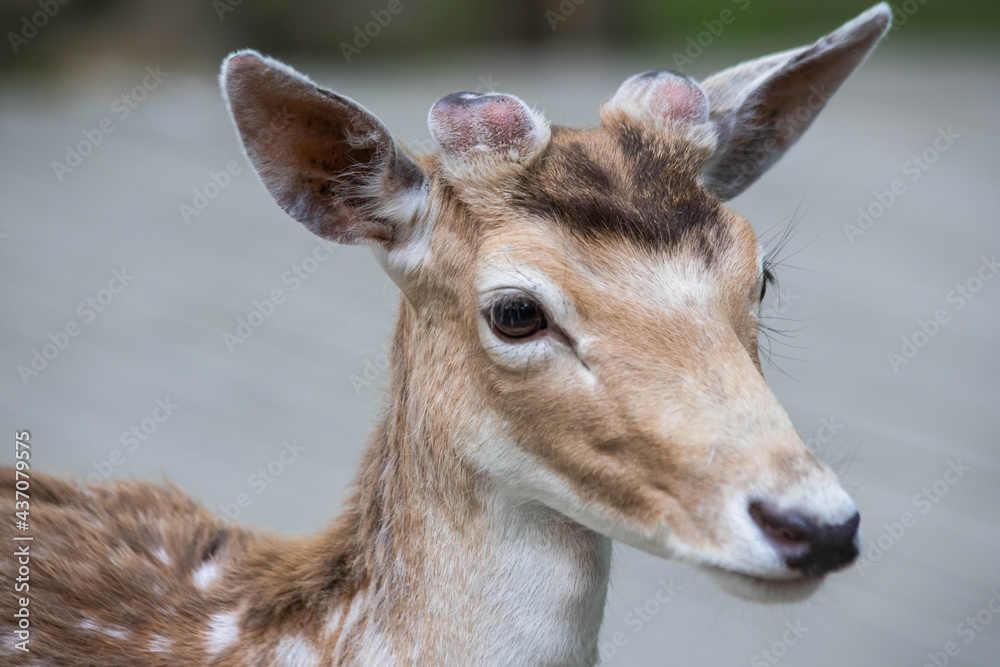 little spotted deer in the forest close up little spotted deer in the forest close up