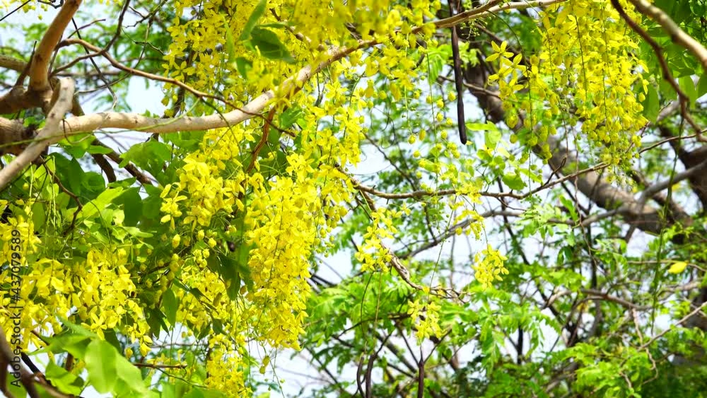 The golden shower tree (Cassia fistula) has yellow color, the most popular decorative trees in Thailand