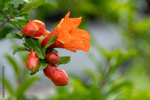 開花したザクロの花と肉厚なつぼみ